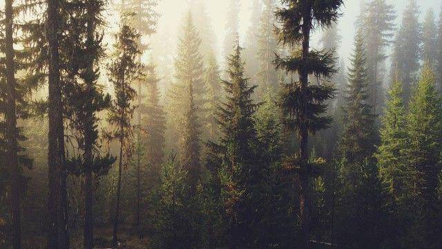 tumblr.com