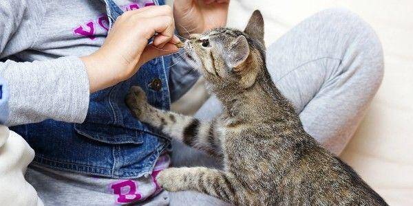 catster.com