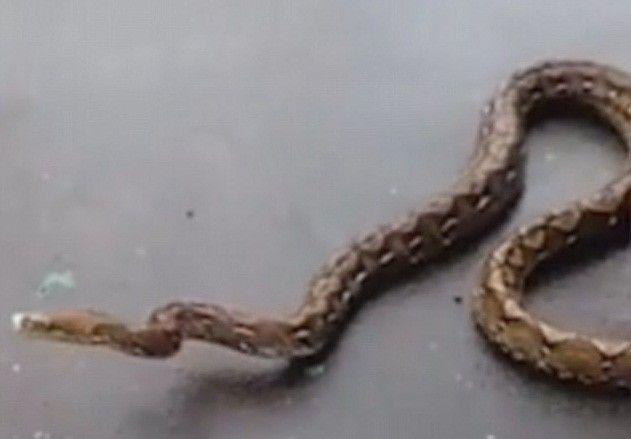 Tangkap Ular dengan Tangan Kosong, Bocah Ini Jadi Perbincangan Media Asing