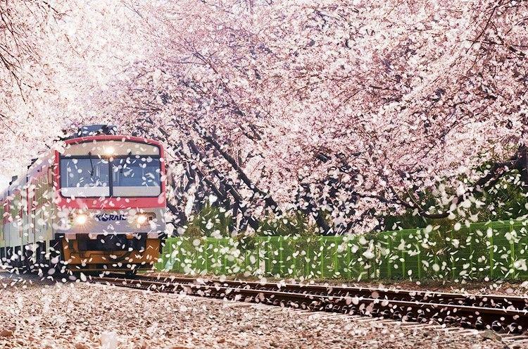 Seru, Nih Ada 8 Festival Bunga di Korea Selatan Setiap Tahun