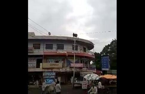 Waduh, Sapi Loncat Dari Atas Gedung, Netizen Duga Karena Stres