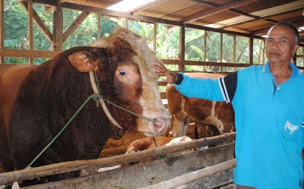 Demi Sapi Kurban Jokowi, Pria Ini Rela Tidur di Kandang