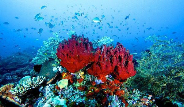4 Diving Spot Indonesia yang Menjadi Terbaik di Asia