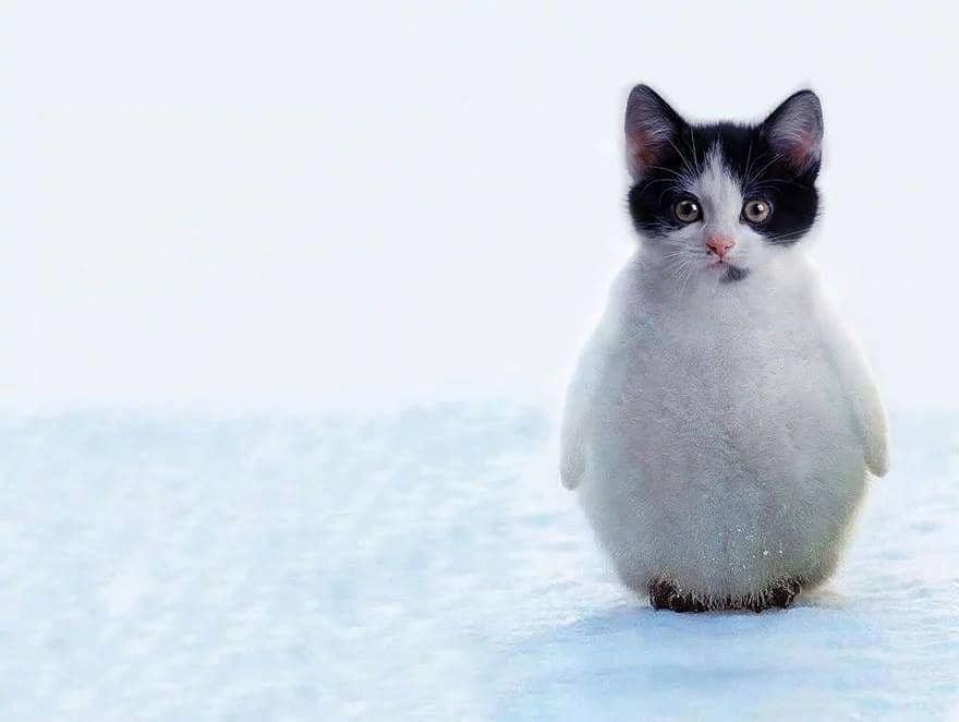 boredpanda.com/author/sderemer