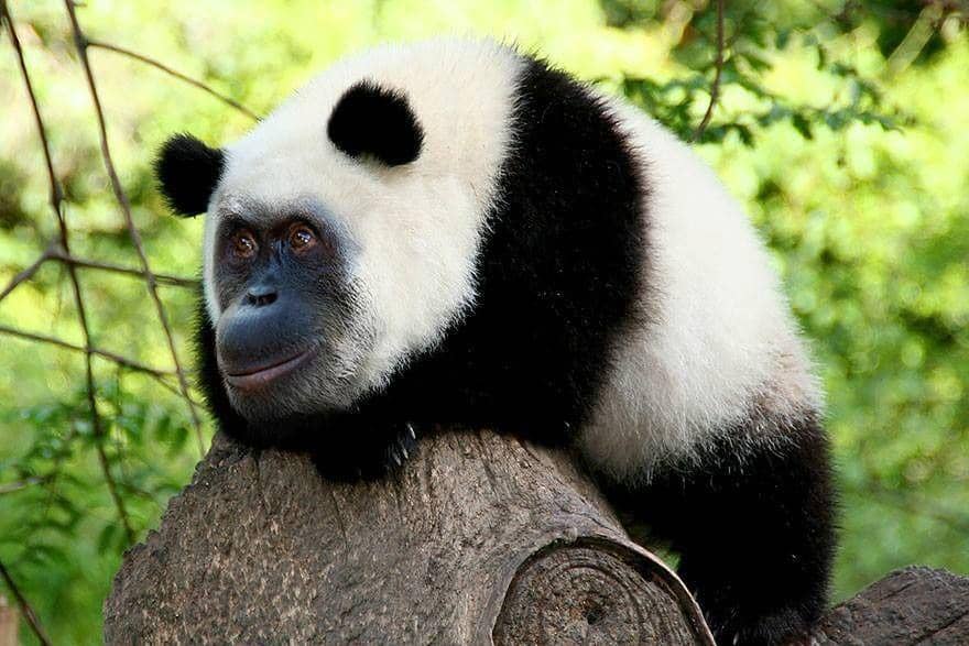 boredpanda.com/author/sderemer