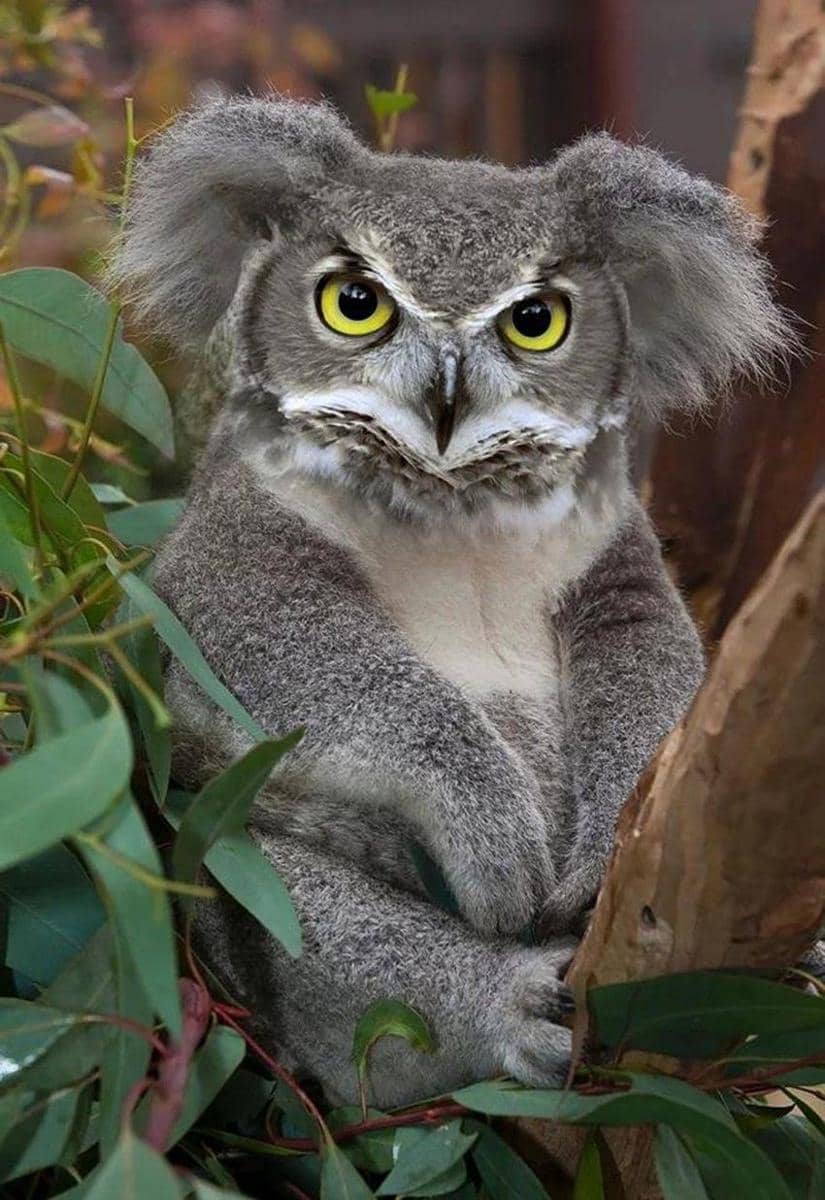 boredpanda.com/author/sderemer