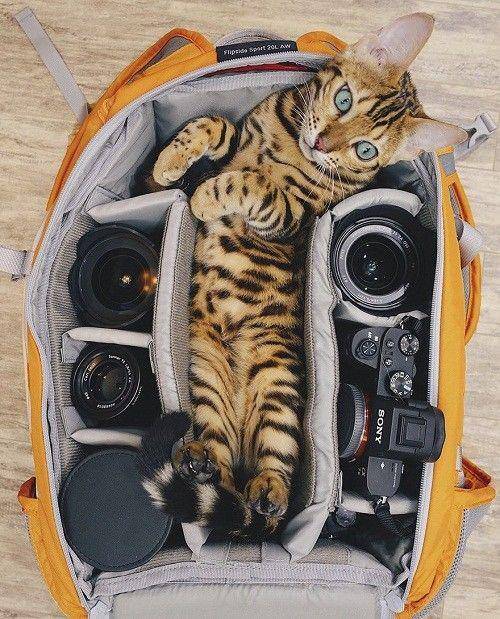 instagram.com/sukiiicat