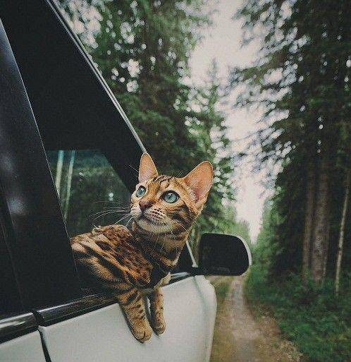 instagram.com/sukiiicat