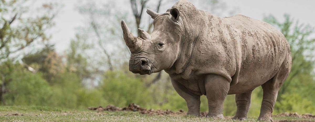 Rhinos.org