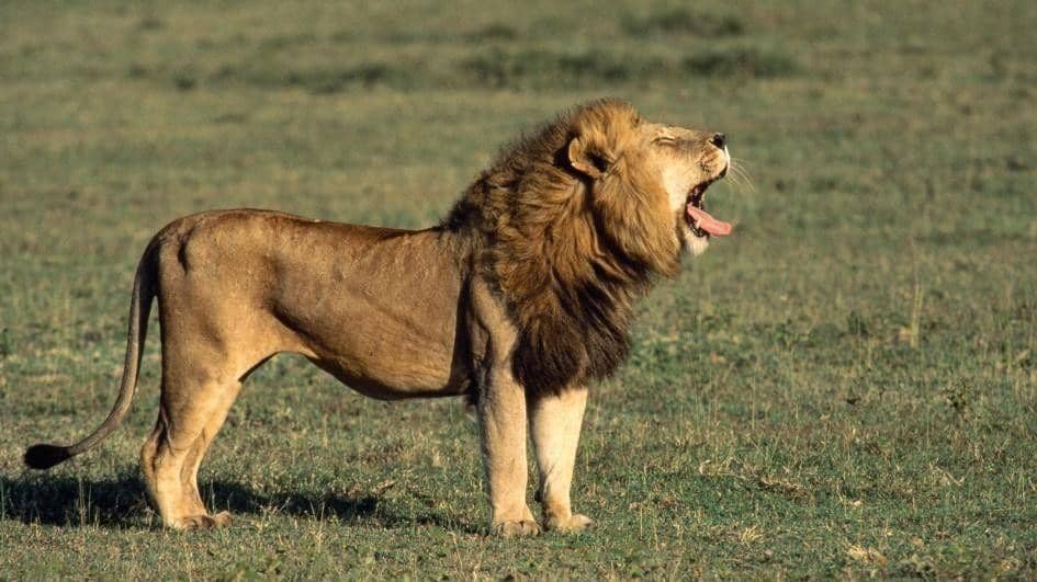 PENTING! Cara Menyelamatkan Diri Dari Serangan 8 Binatang Buas