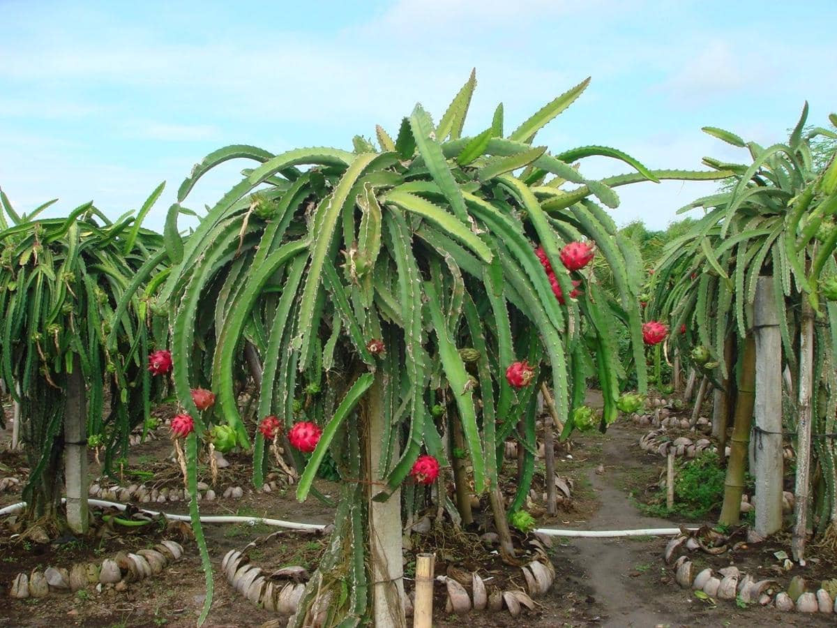 Ilustrasi kebun buah Naga via malangkab.go.id