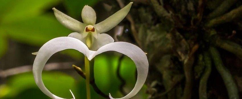 Tanaman Baru di Indonesia Ini Dinamai Anggrek Hantu. Kenapa, ya?