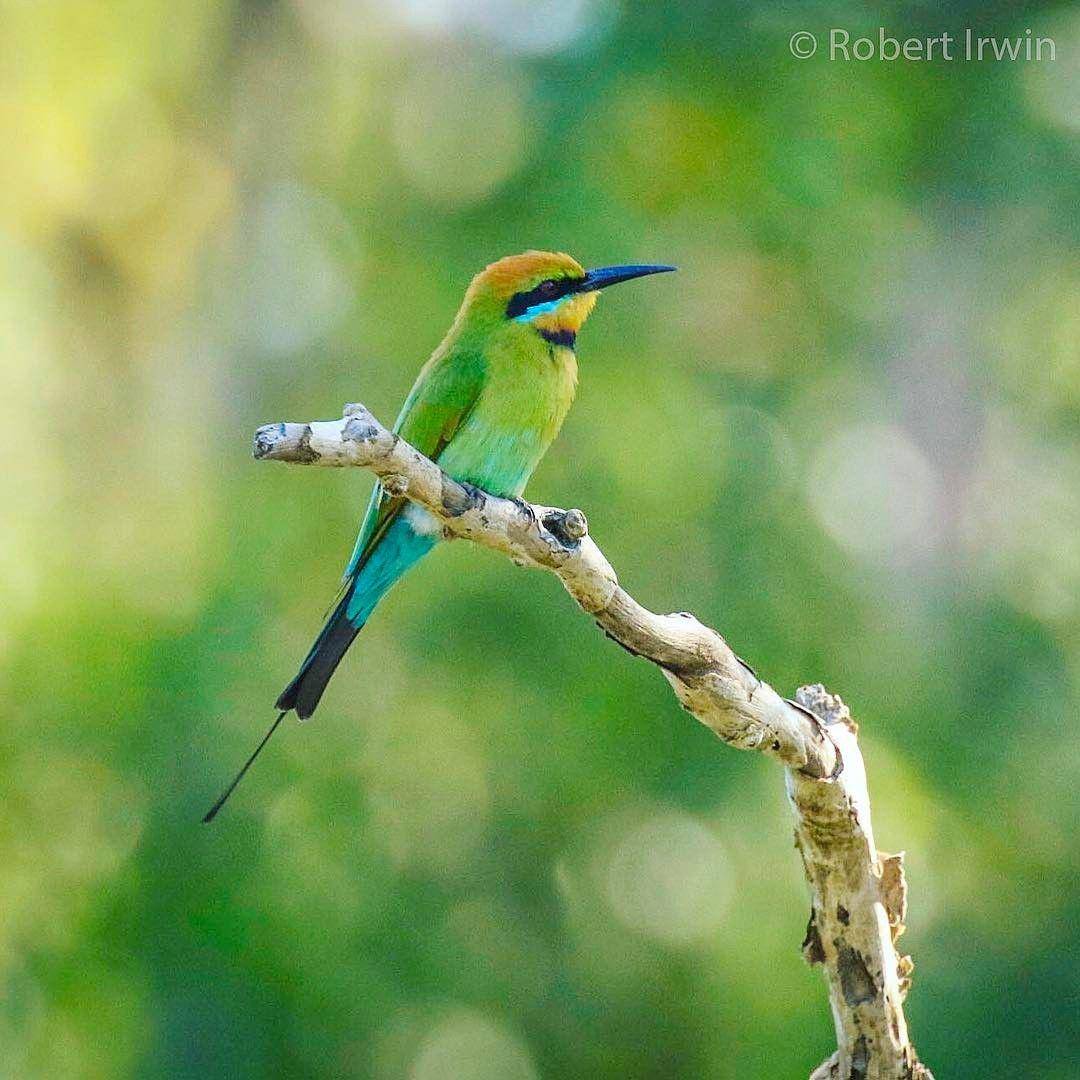 www.instagram.com/robertirwinphotography
