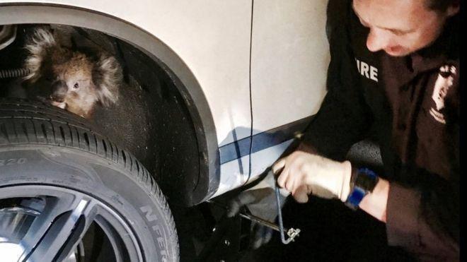 Kasihan, Koala Terjebak di Roda Mobil 4WD Sejauh 16 Km