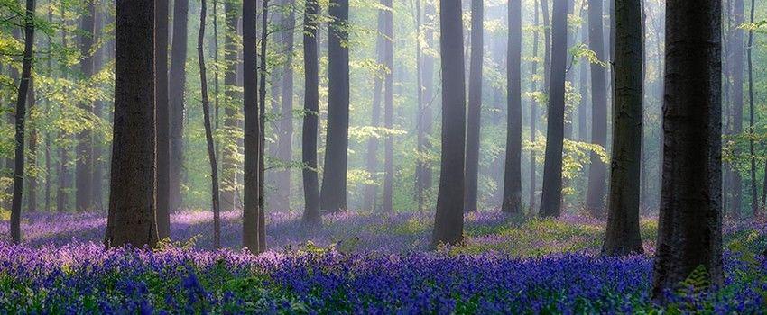 8 Hutan Indah di Seluruh Dunia, Bagai di Negeri Dongeng!
