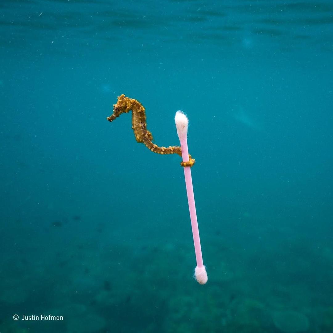 Foto Kuda Laut Bawa Cotton But di Indonesia Ini Mendunia, Bangga?