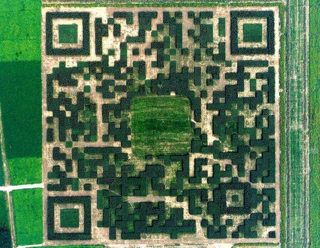 Unik, Desa Ini Bikin Kode QR Raksasa dari Ribuan Pohon
