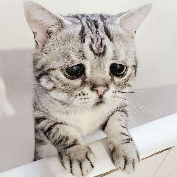 Luhu, Kucing dengan Wajah Paling Sendu di Dunia