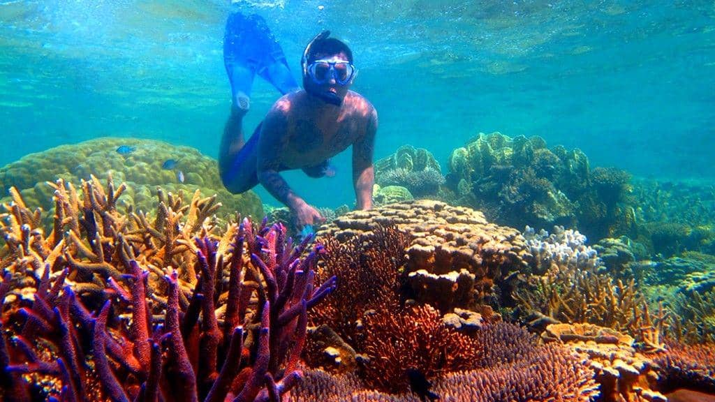 dolphin-karimunjawa.com