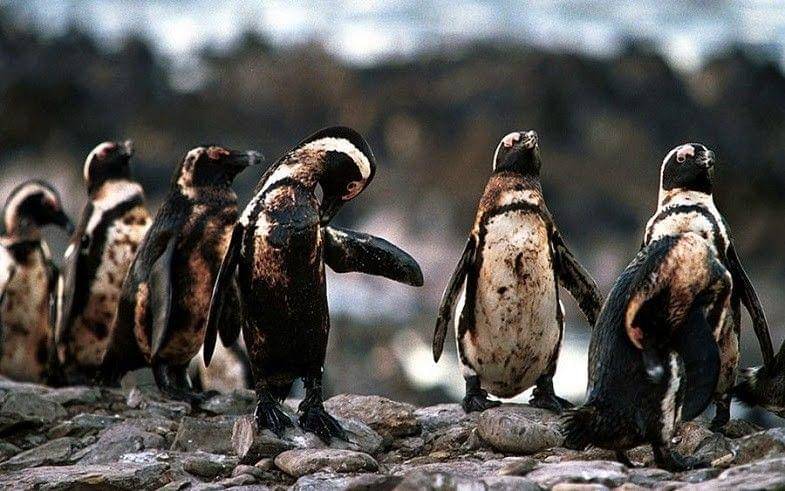 pinterest.com/ Jo Boyer