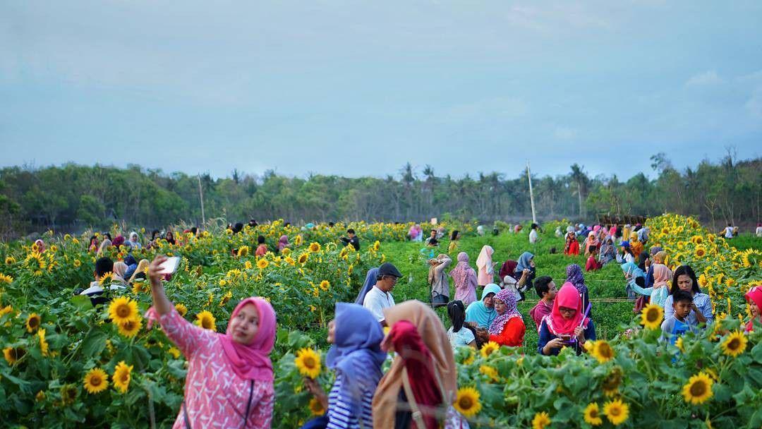 Kebun Bunga Matahari di Jogja Ini Sedang Viral, Spot Selfie Baru Nih!