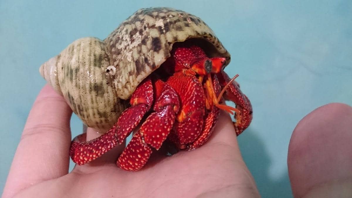 6 Hewan Kenangan yang Sering Diburu Anak Generasi 90-an