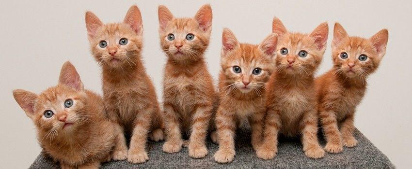 Jika Indonesia 'Meong', Begini 9 Negara Ini Menyebut Suara Kucing