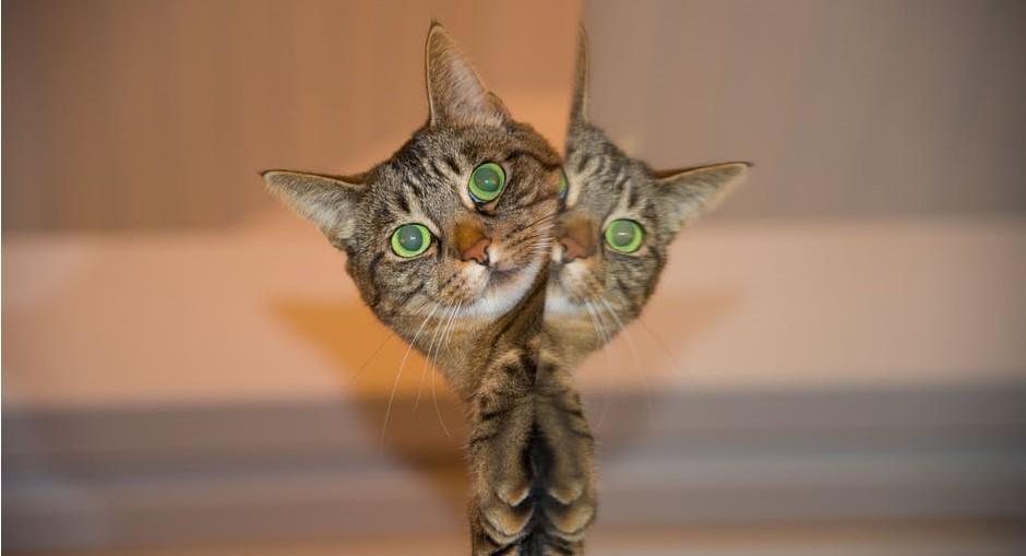 Mengenal 6 Ras Kucing Yuk, Menggemaskan Banget!