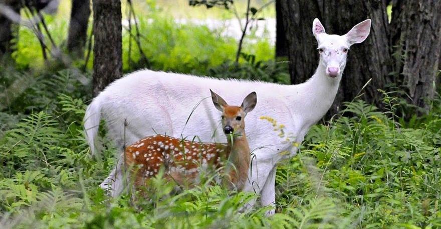Unik, 12 Hewan Albino Malah Lebih Cantik Dari Warna Aslinya