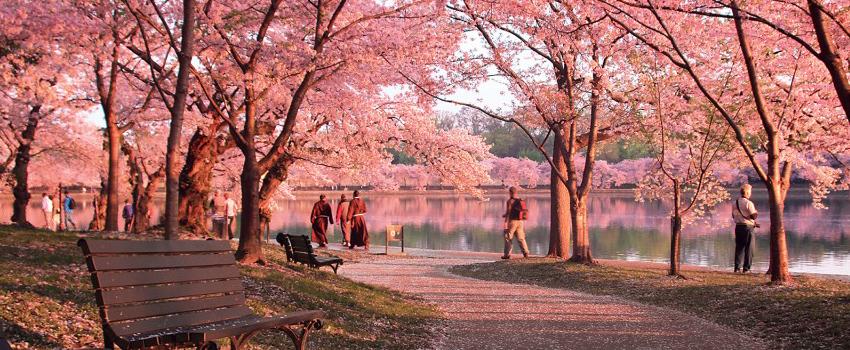 5 Taman Bunga yang WAJIB Dikunjungi Saat Musim Gugur di Jepang