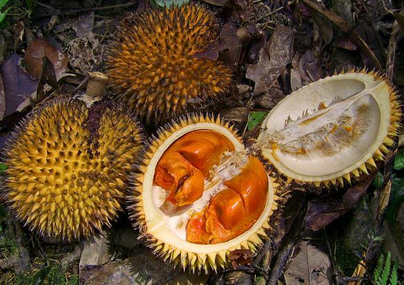 Sebelum Punah, Buruan Cobain 12 Buah Langka Khas Indonesia Ini!