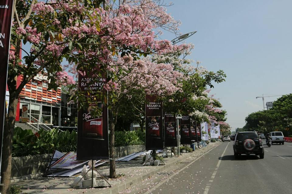 Cerita Wali Kota Risma Soal Tabebuya, Bunga "Sakura Surabaya"
