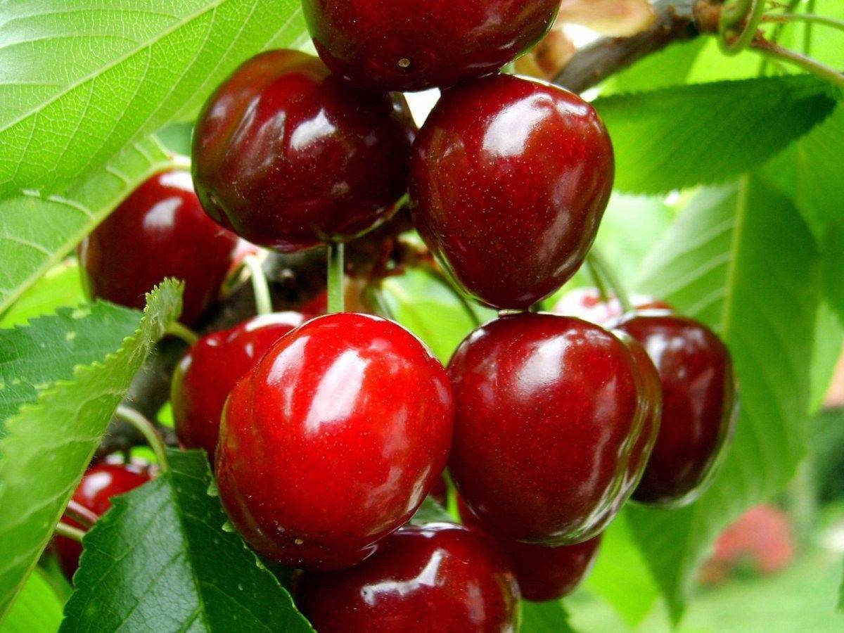 http://topfoodfacts.com