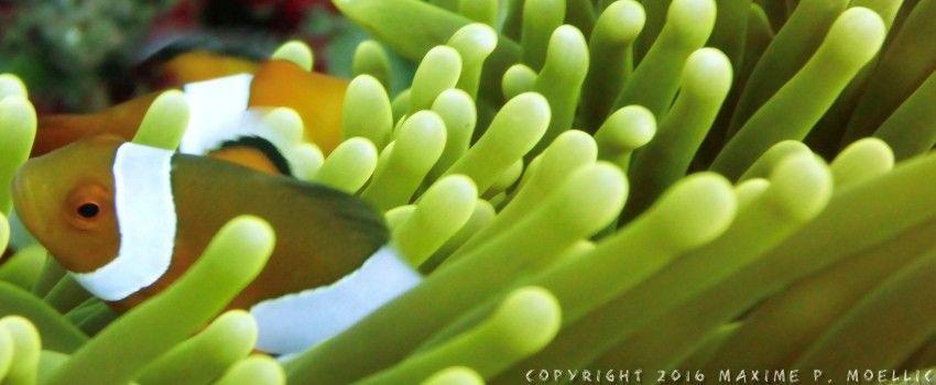 5 Dive Site yang Wajib Kamu Kunjungi Kalau ke Bali