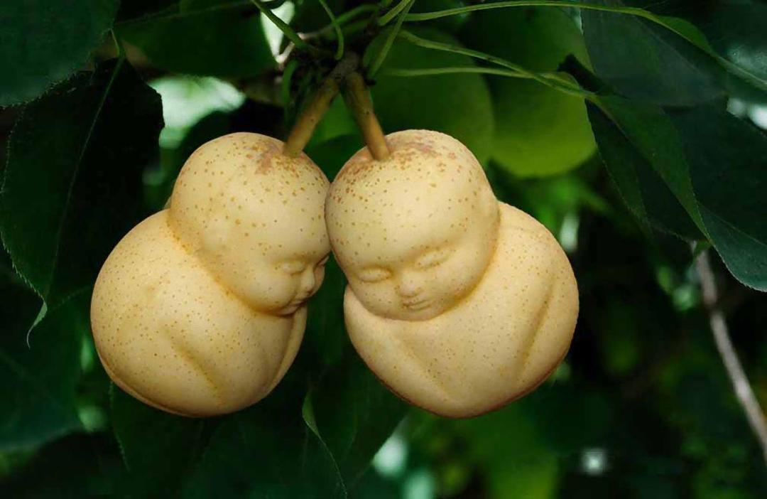 7 Bentuk Buah Paling Aneh, Uniknya Bikin Kepikiran