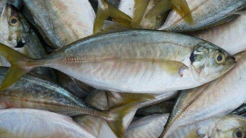 bayfishntrips.com.au