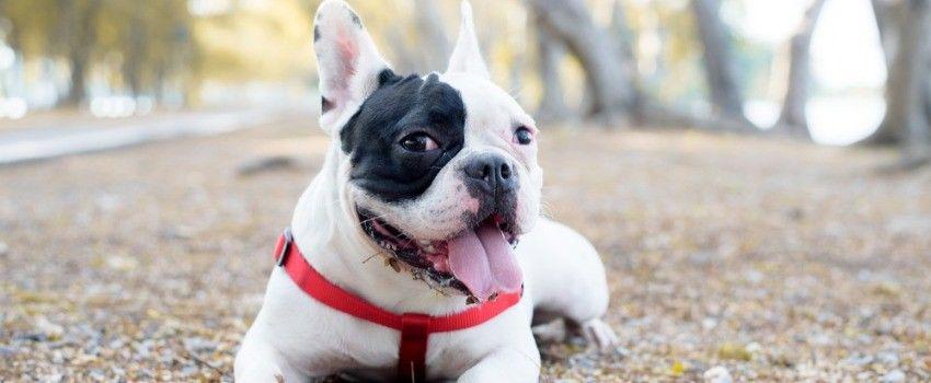 Tak Ditemukan Bakteri, Netizen Tetap Desak Anjing Siwon Disuntik Mati