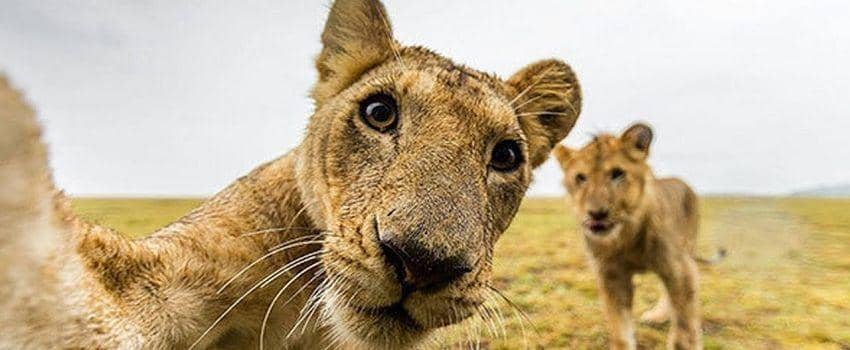 Kocaknya! Begini Kali Ya 9 Ekspresi Hewan Jika Bisa Selfie Sendiri