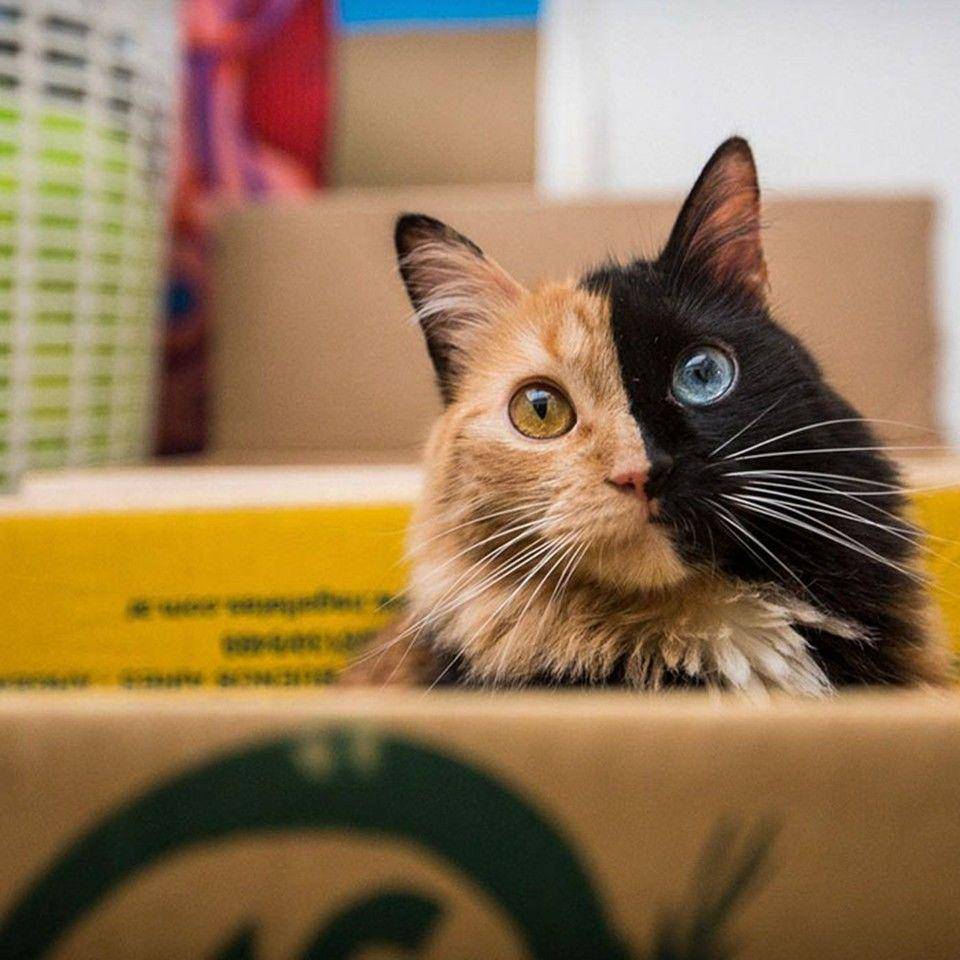 BoredPanda