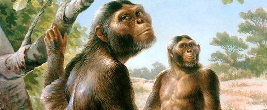 Menguak 7 Misteri Tentang Lucy, Kera yang Menyerupai Manusia