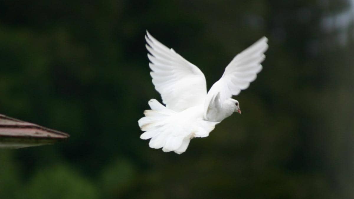 [CERPEN] Kepak Sayap Merpati di Luar Jendela