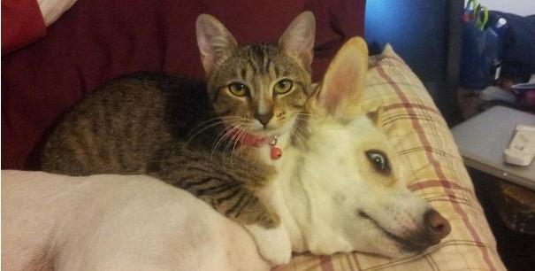 Penuh Drama! 22 Kejadian Lucu Ketika Kucing & Anjing Tinggal Serumah