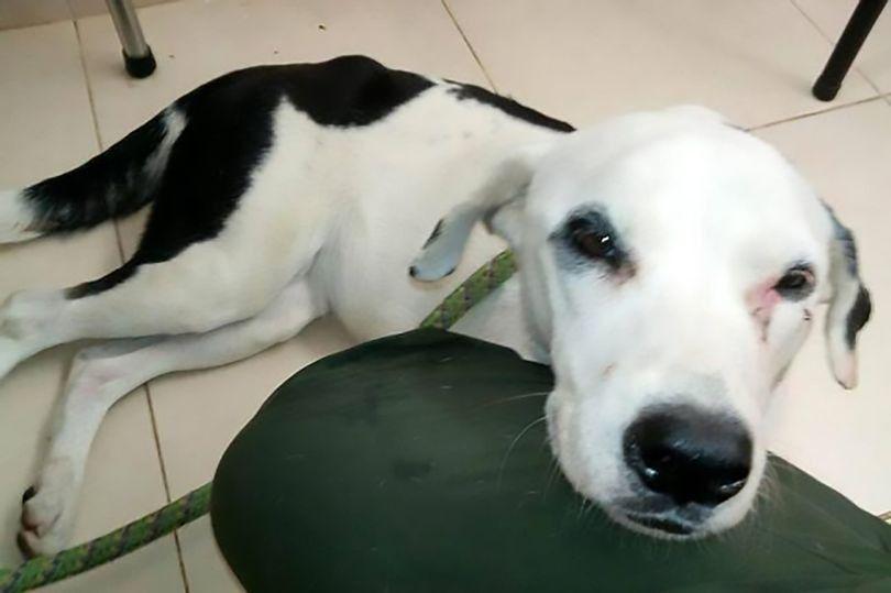 Dibuang Majikan, Anjing Ini Patah Hati Hingga Mati