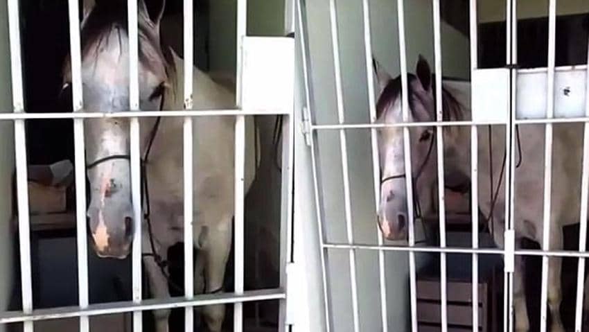 Seekor Kuda Masuk Penjara Gara-gara Menyepak Mobil