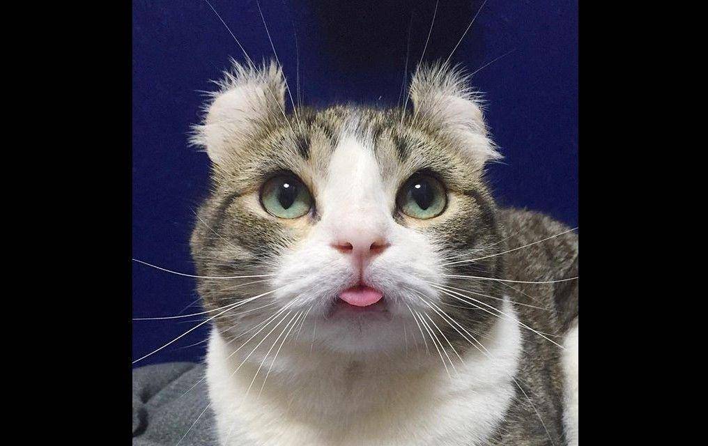 Jarang Ada Nih! Kenalin, Kucing Bertelinga Tikus yang Jadi Selebgram