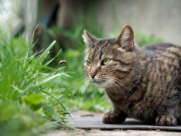 Sedih Sekaligus Ketawa, 30 Penampakan Kucing Usai Disengat Lebah