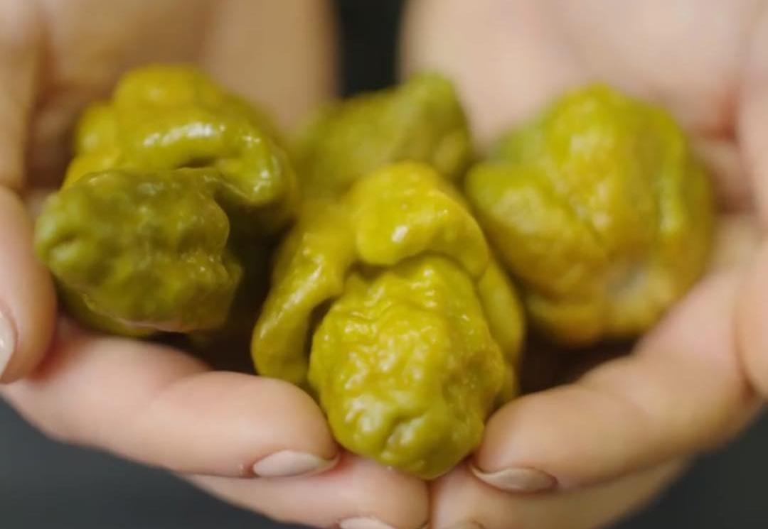 Begini Bentuk Pepper X, Si Cabai Terpedas di Dunia!