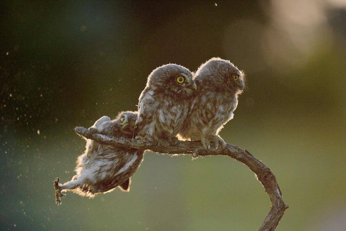 comedywildlifephoto.com