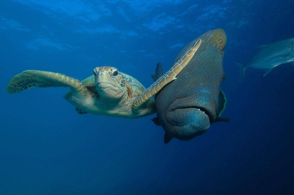 comedywildlifephoto.com