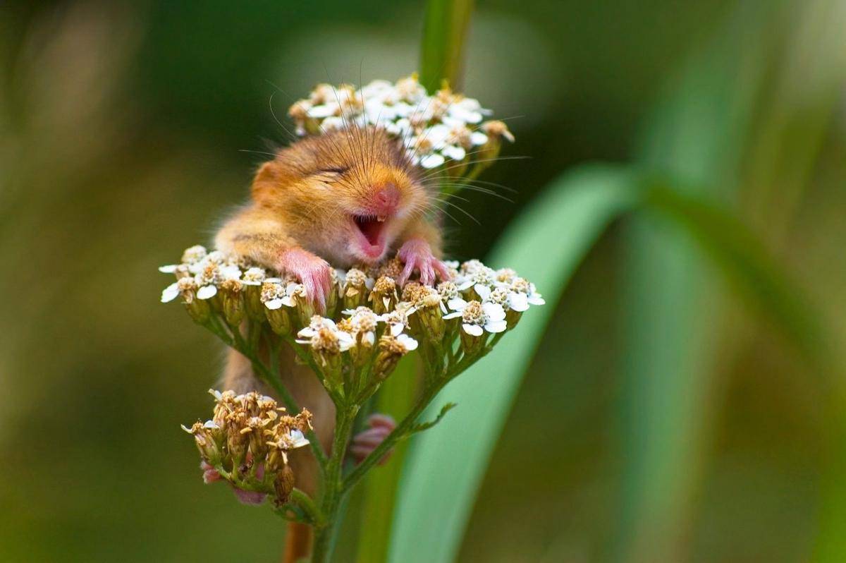 comedywildlifephoto.com